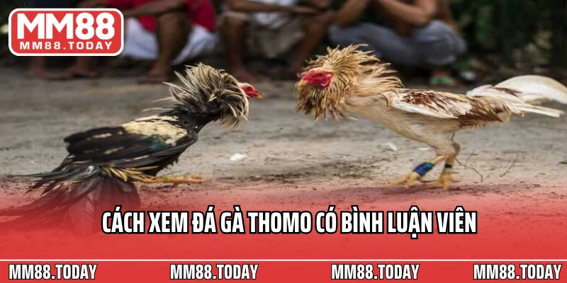 Cách xem đá gà Thomo có bình luận viên