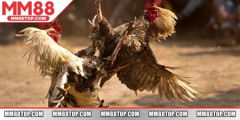 Kèo cược với tỷ lệ thưởng cao, minh bạch trong chi trả