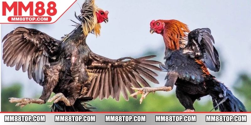 Theo dõi trận đấu để đánh giá được chiến kê mạnh