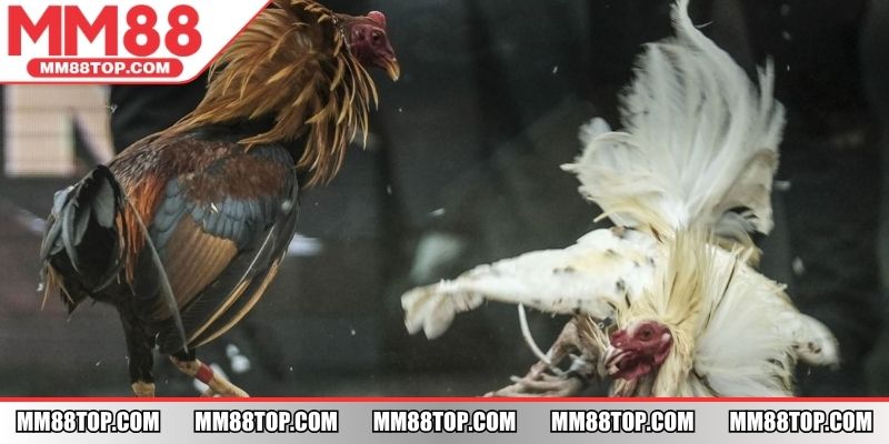 Trang bị thêm vũ khí giúp chiến kê chiến đấu dũng mãnh hơn
