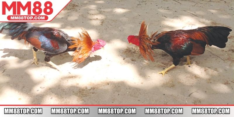 Đá gà MM88 trực tiếp trận đấu với âm thanh sắc nét, chân thật