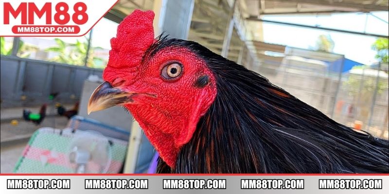 Đá gà xanh trích lai tạo từ một số giống ngoại