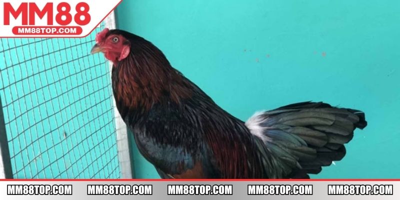 Ngoại hình chiến kê có màu xanh óng ánh