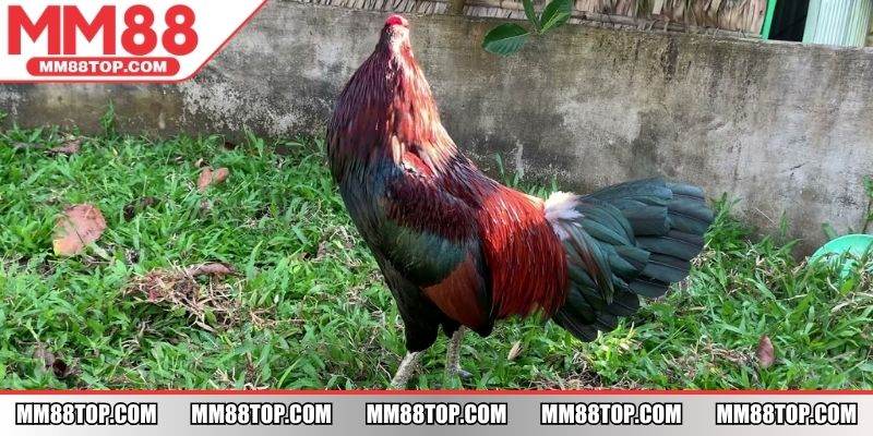 Tập luyện cho chiến kê với những bài tập chất lượng